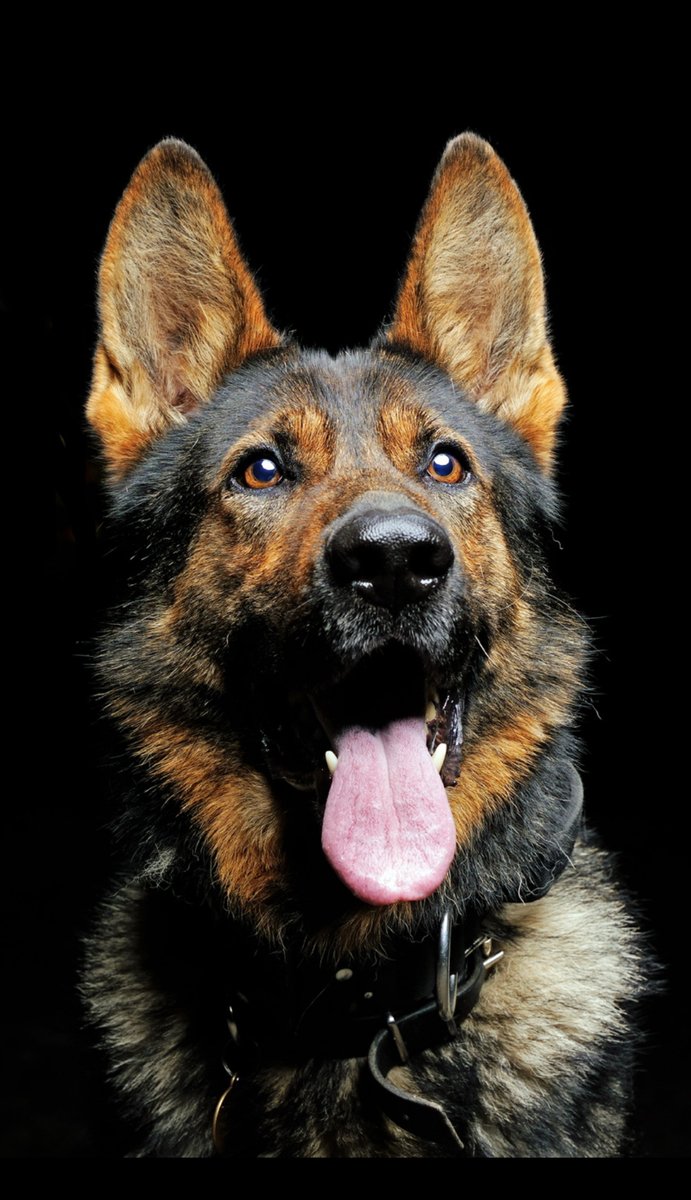 MerPolDogs's tweet image. Have you got an empty office block, warehouse or unoccupied building in Merseyside?
Our police dogs need real spaces to train — searching, tracking & tail-wagging their way to hero status.
✅ No chewing furniture
✅ No barking at ghosts
🐾#MerPolDogs #EmptyBuildingsWanted