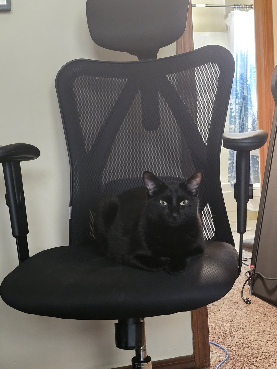 rats7's tweet image. defeated the chair stealer by using my old chair as a decoy