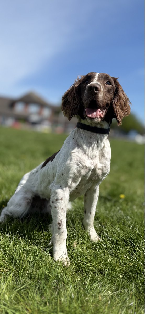 MerPolDogs's tweet image. Have you got an empty office block, warehouse or unoccupied building in Merseyside?
Our police dogs need real spaces to train — searching, tracking & tail-wagging their way to hero status.
✅ No chewing furniture
✅ No barking at ghosts
🐾#MerPolDogs #EmptyBuildingsWanted
