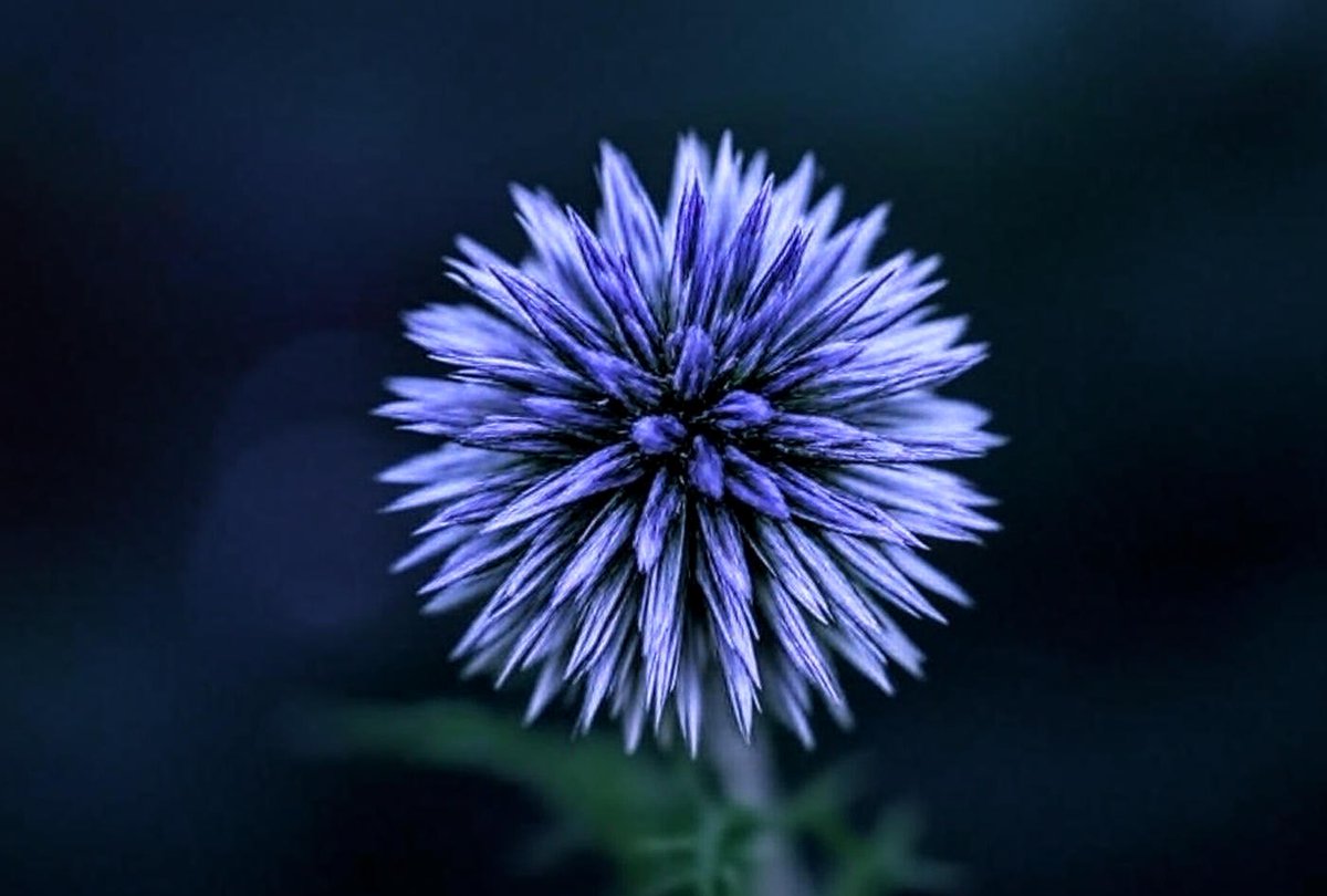 zajaczeknowe's tweet image. Miłego wieczoru 😊👋
#Darkedition