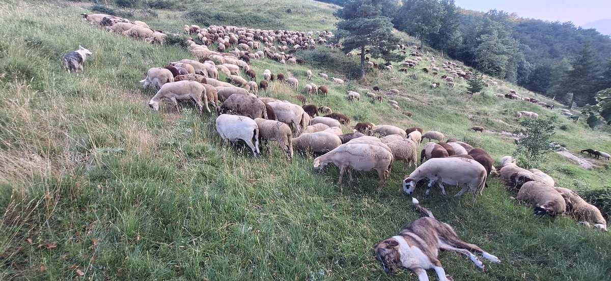 On abans passaven a corre-cuita i el cap alçat,ara planten. 4 anys movent malles i vailet elèctric a l'esquena muntanya amunt fan que tot canviï. Boguen,enriqueixen el sòl i,desplaçant espècies creen cobertes més heterogènies.  Lo fem és vida.