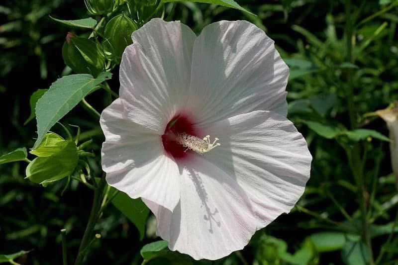 takecyanful's tweet image. 7／18  金曜日  🌦️ 23℃
ーーーーーーーーーーーー
🌿 おはようございます🌿
ーーーーーーーーーーーー

　　　🌿🌸🌿