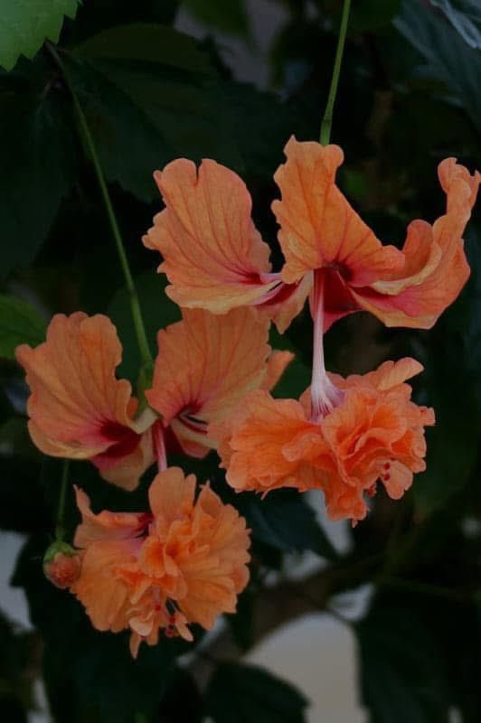 takecyanful's tweet image. 7／18  金曜日  🌦️ 23℃
ーーーーーーーーーーーー
🌿 おはようございます🌿
ーーーーーーーーーーーー

　　　🌿🌸🌿