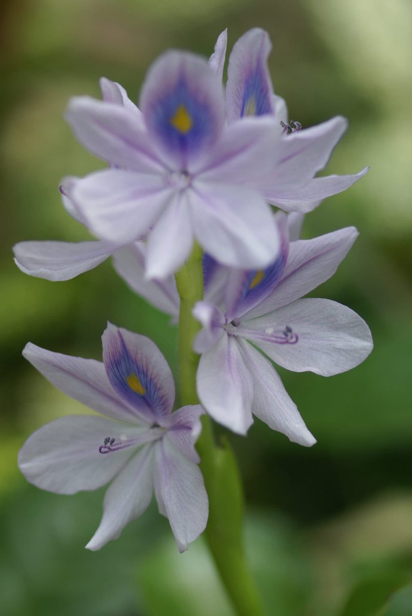 takecyanful's tweet image. 7／18  金曜日  🌦️ 23℃
ーーーーーーーーーーーー
🌿 おはようございます🌿
ーーーーーーーーーーーー

　　　🌿🌸🌿