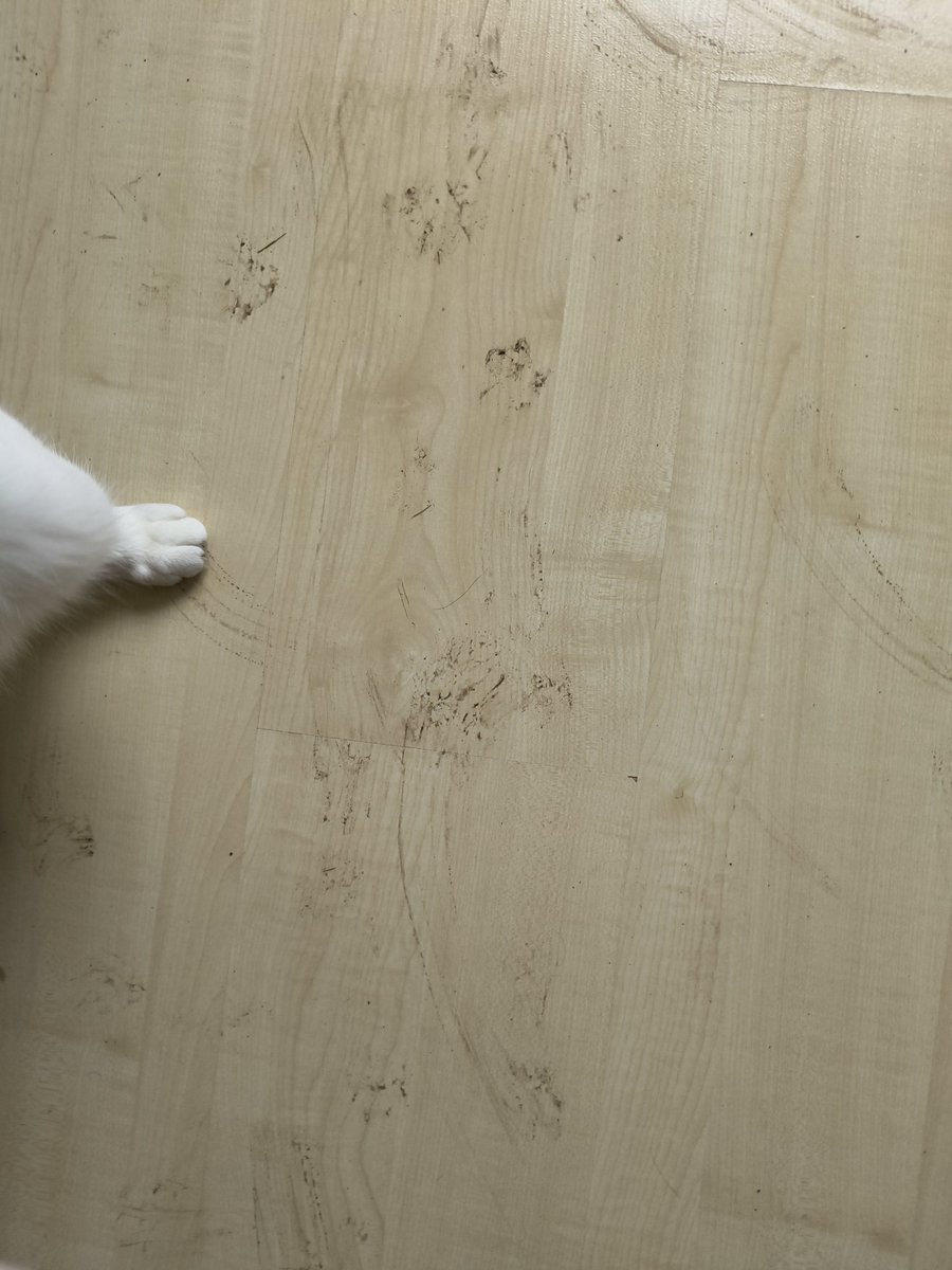 GeologistsCat's tweet photo. Today it was raining the whole day 🙀 and after our #hedgewatch the humans said that we carried half of our #garden inside...
We disagree and plead- not for the first #time 😽- not guilty 🐾
#PawForScale

#CatsOfTwitter #cats #footprints #pawsandclaws #CatsOfX https://t.co/g9VH4YGfv1