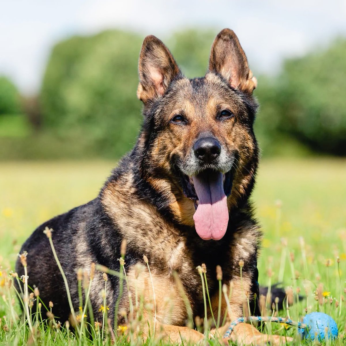 ThinBluePaw's tweet image. We are delighted to announce that the unveiling of the Police Dog Finn memorial will take place on Sunday 27th July 2025.

The memorial unveiling is a public event hosted by the Thin Blue Paw Foundation, and all are welcome to join us on the day.

Date: Sunday 27th July 2025…