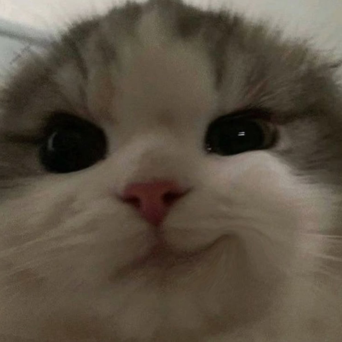 etherealsanie's tweet image. 😼😼