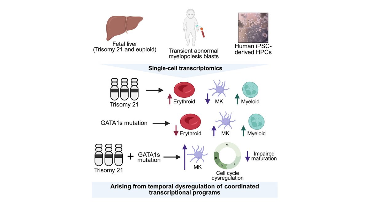 stemcellreports's tweet image. New study from @PennMedicine! scRNA-seq of isogenic #iPSC reveal novel individual and cooperative #hematopoietic effects of #trisomy21 and #GATA1. #myelopoiesis #Downsyndrome ow.ly/fpHC50Wrrtm
@ChildrensPhila @ISSCR @CellPressNews @GairdnerAwards @SickKidsNews
