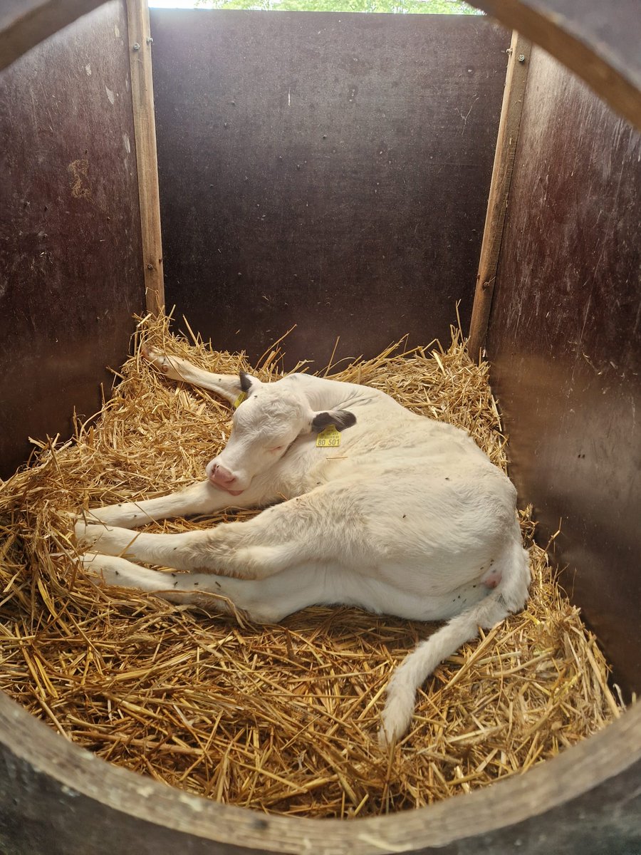 FreetimeAdventu's tweet photo. Billmann's Hofmolkerei
------------------
#Billmann #waltrop #spazieren #heimat #Tiere  #bauernhof #natur #freetimeadventure #farm  #landschaft  #animals #photooftheday #photography #photographer
#life #cows #kühe #leben #healthy #gesund #peace #frieden #nature #natur https://t.co/IMfHuDtniF