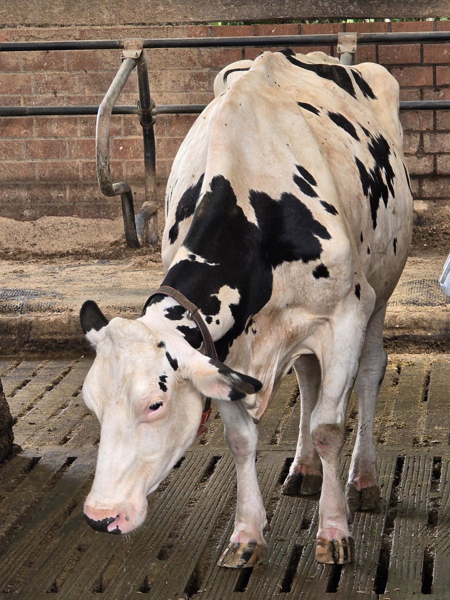 FreetimeAdventu's tweet photo. Billmann's Hofmolkerei
------------------
#Billmann #waltrop #spazieren #heimat #Tiere  #bauernhof #natur #freetimeadventure #farm  #landschaft  #animals #photooftheday #photography #photographer
#life #cows #kühe #leben #healthy #gesund #peace #frieden #nature #natur https://t.co/IMfHuDtniF