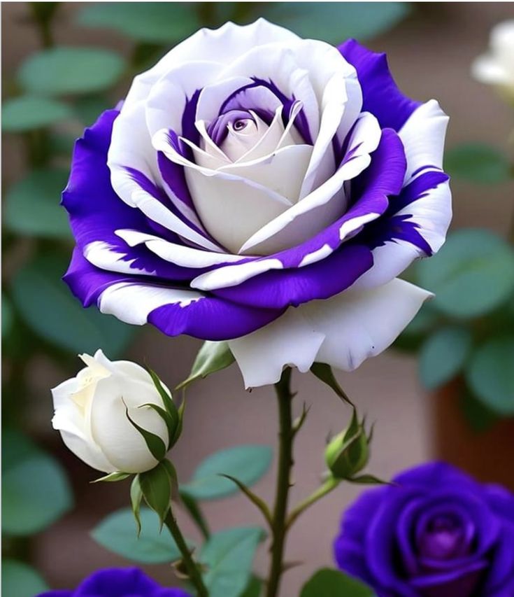 Roses 🌹 (@roseforyou43) on Twitter photo 