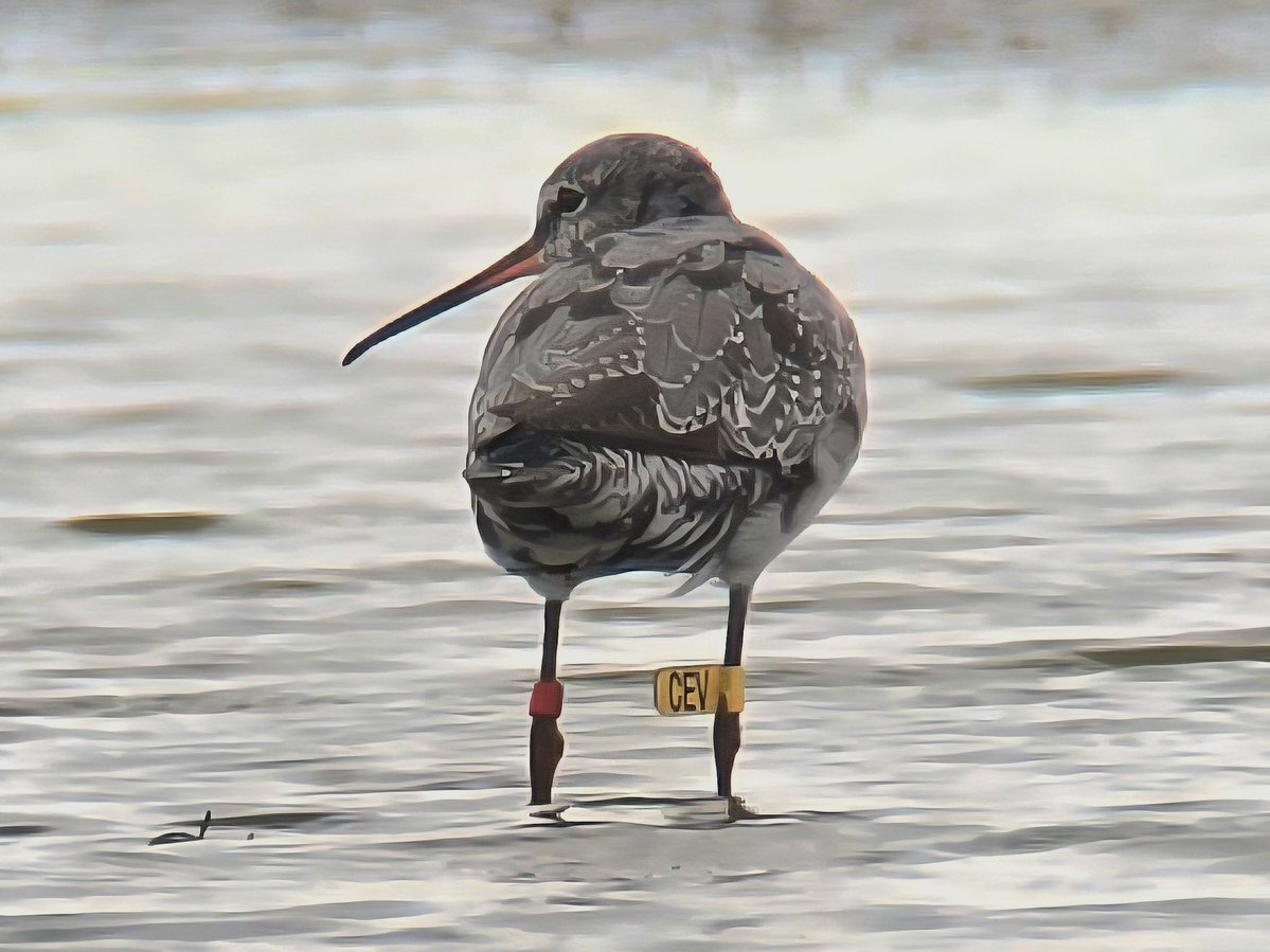 _TCartz's tweet image. The wader passage well & truly started, more regular trips to @RSPBFrampton will be taking place over high tides.
The star was seeing the Norwegian ringed Spotshank (CEV) for another year along with 10 CR Black-tailed Godwits. 72 species in total.
ebird.org/checklist/S260…