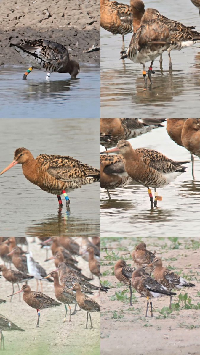 _TCartz's tweet image. The wader passage well & truly started, more regular trips to @RSPBFrampton will be taking place over high tides.
The star was seeing the Norwegian ringed Spotshank (CEV) for another year along with 10 CR Black-tailed Godwits. 72 species in total.
ebird.org/checklist/S260…