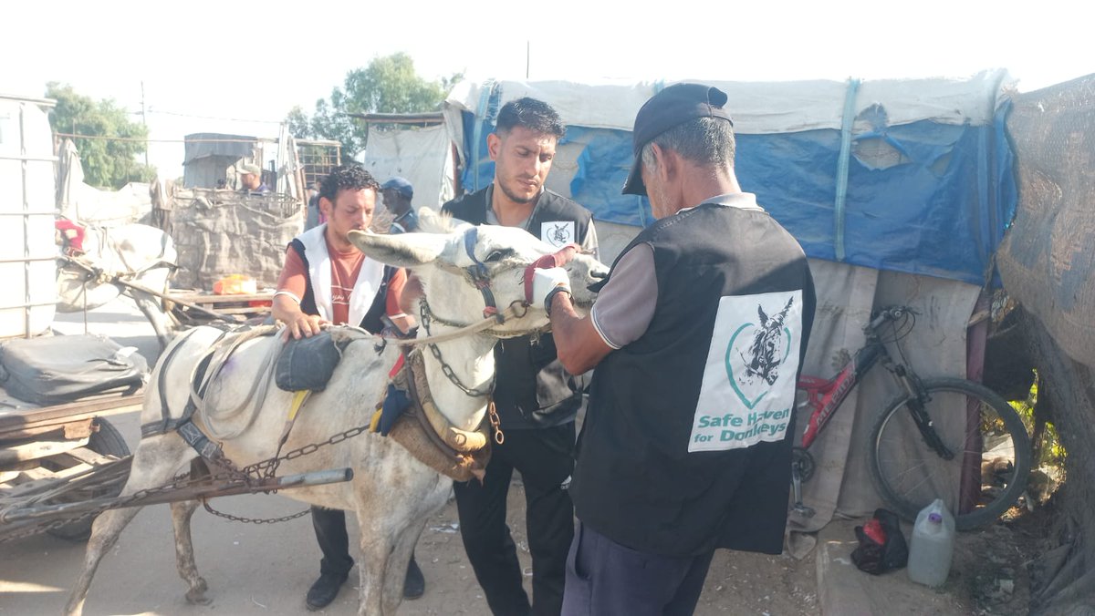 safehaven4donks's tweet image. As you can imagine, the conditions in Gaza are dire at the moment - thank you for your support which enables our small team to continue to give first aid to animals in desperate need. They couldn't do it without you!