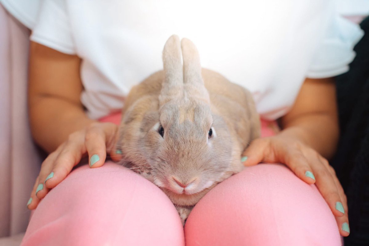 HouseRabbit's tweet image. Education is a powerful tool, and it's one of the pillars of HRS. ππ Thanks to your support, we hold Zoom classes for folks around the world, have in-person workshops, and provide our multilingual "Raising a Healthy House Rabbit" guidebook.
Give today: houserabbit.org/donate