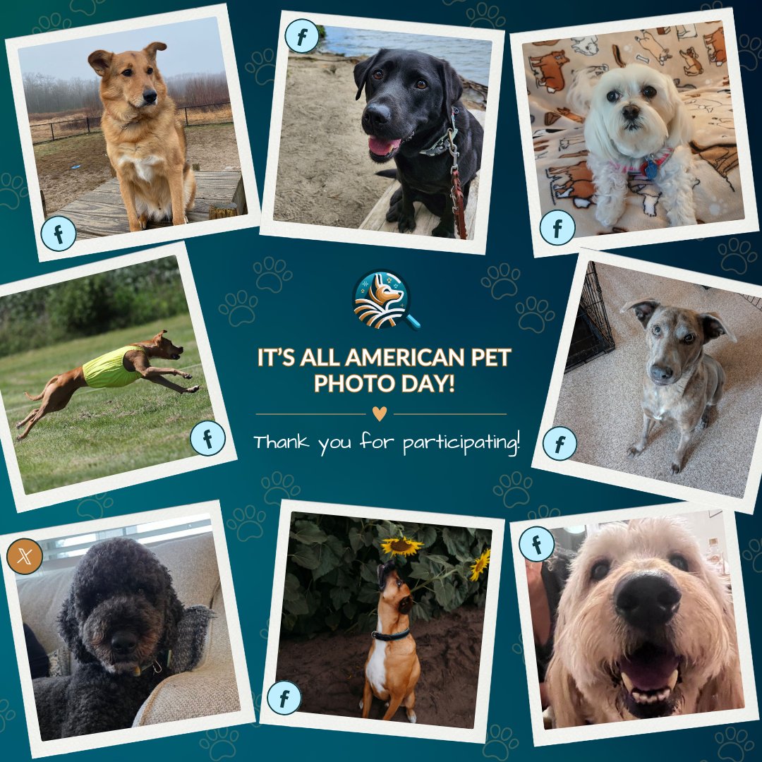 A huge thank you to everyone who shared their adorable #dogphotos! 😍 We appreciate our wonderful community! 💙

🔍Learn more about #DogAgingInst and how to make a difference by donating at dogaginginstitute.org.