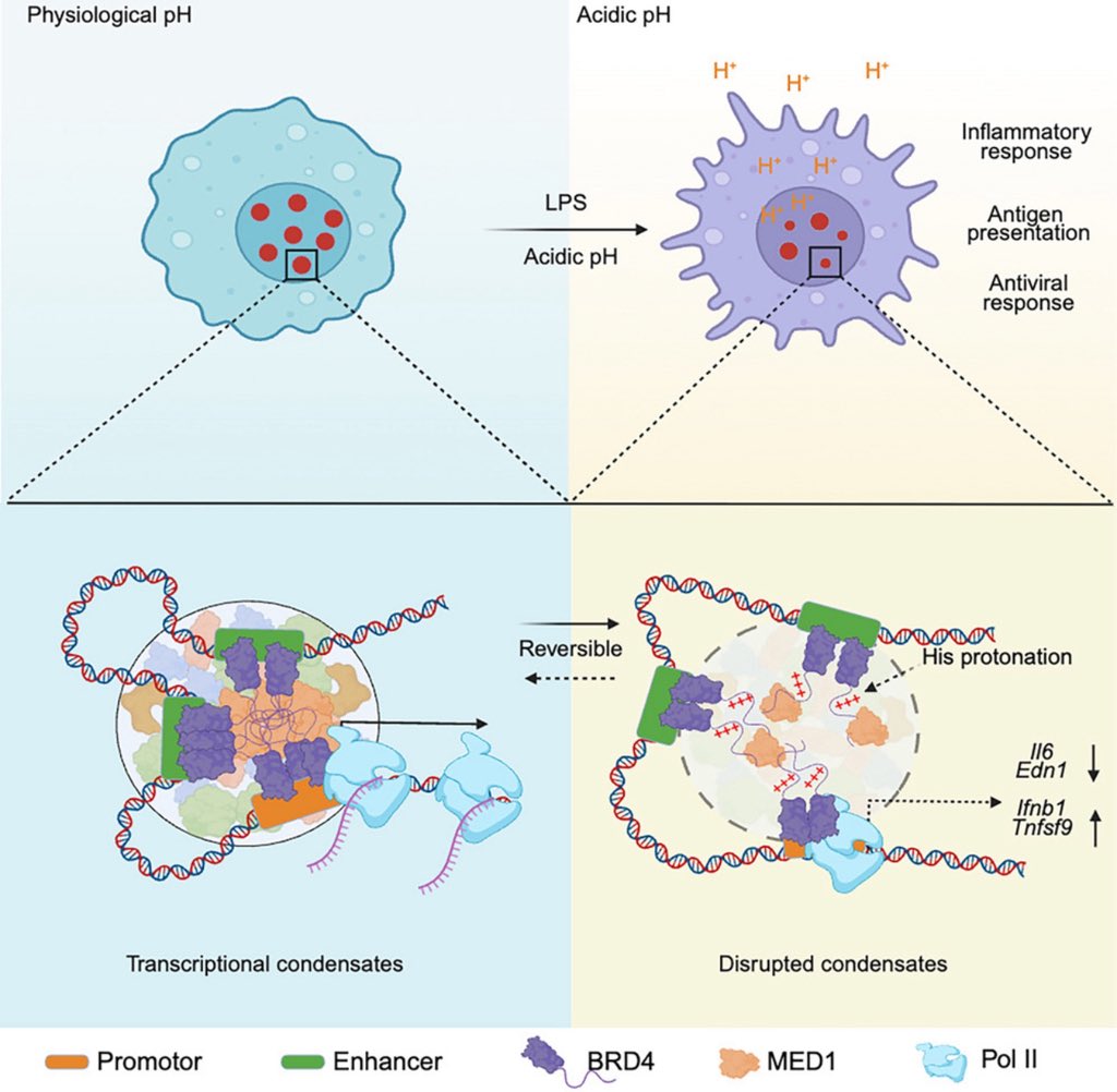 Lo_Zanzi's tweet image. #ChromatinPower #WhatADay! After our paper @ImmunityCP (free👉 authors.elsevier.com/a/1lS0g3qNrU-i…) happy for our tiny contribution to @XuZhouLab @RMedzhitov @younggouu &co amazing paper @CellCellPress showing pH controls inflammation via chromatin remodeling! Free👉 authors.elsevier.com/sd/article/S00…