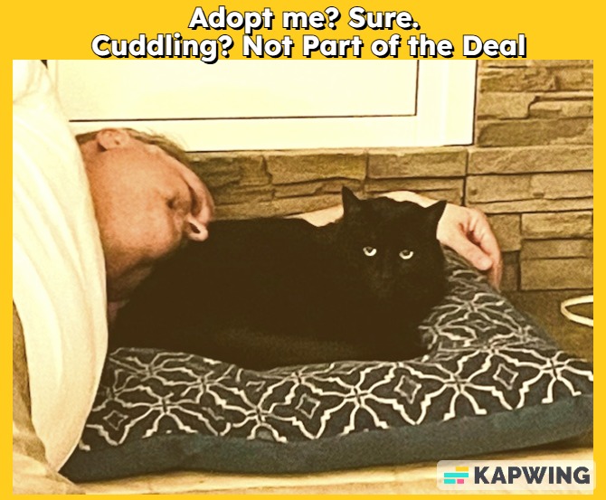 kmaug340's tweet photo. You can't sit with me.😎 🐈‍⬛😂#MCO335 #meow #CatsOfInstagram #Cats #CoolforCats #CatContract https://t.co/NE187OjTF1