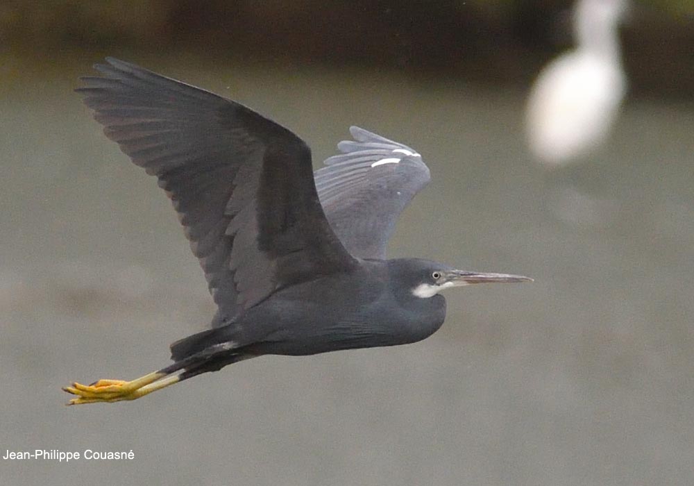 Ornithomedia's tweet image. L’Aigrette des récifs (ou à gorge blanche) découverte dans la Nièvre en juillet 2025 appartient-elle à la sous-espèce nominale d’Afrique occidentale ? ➡️ Cliquez sur ce lien pour en savoir plus : ornithomedia.com/pratique/ident…
#oiseaux #birds #ornithologie #ornithomedia #ornithologie