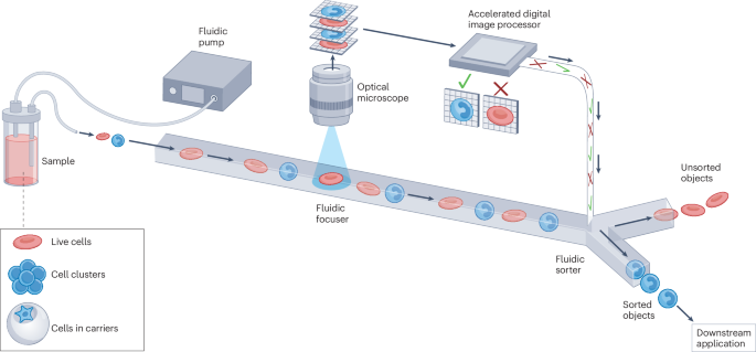 natrevbioeng's tweet image. Image-activated cell sorting bit.ly/4eVy4Zl