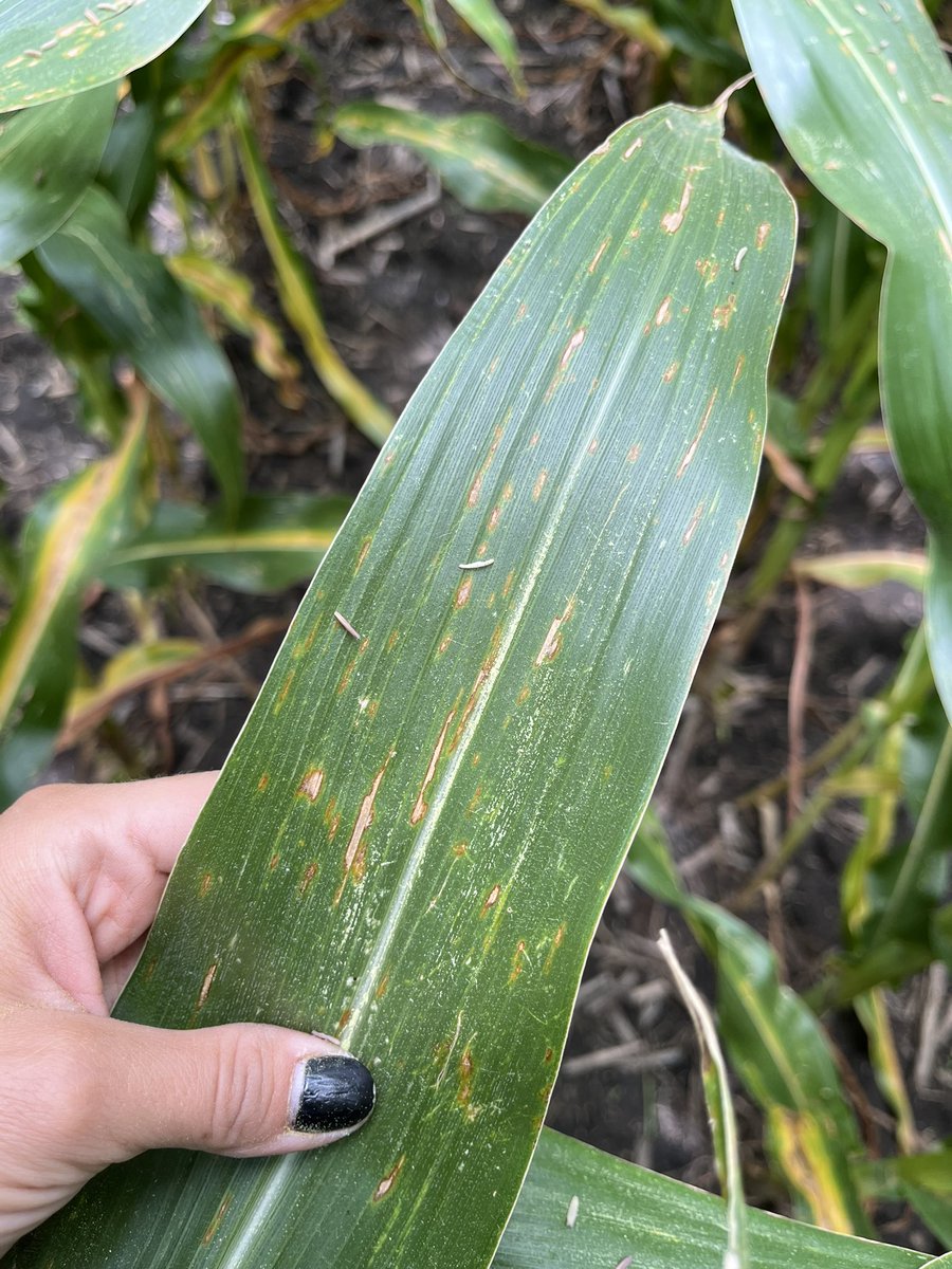 mjanders1's tweet image. More disease and some nitrogen deficiency #ISUCrops