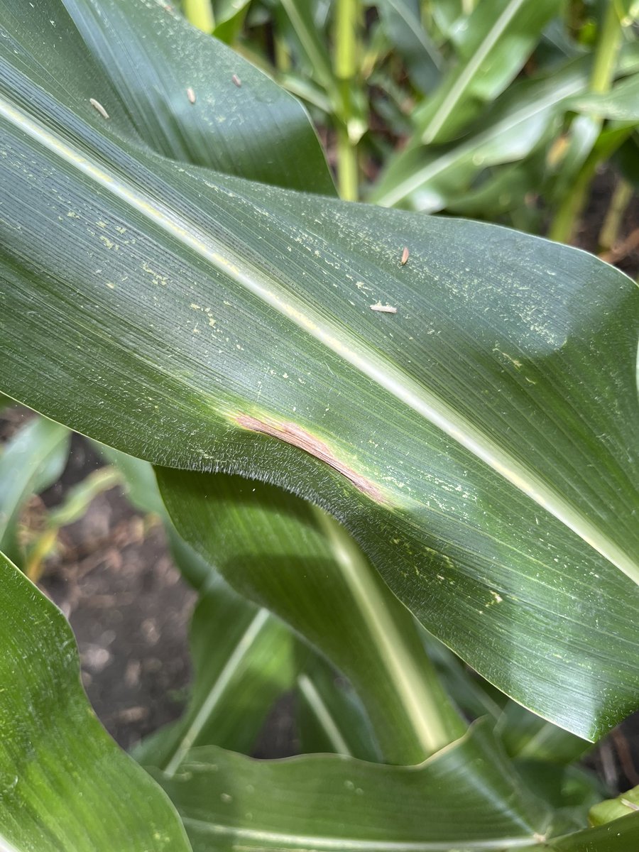 mjanders1's tweet image. More disease and some nitrogen deficiency #ISUCrops