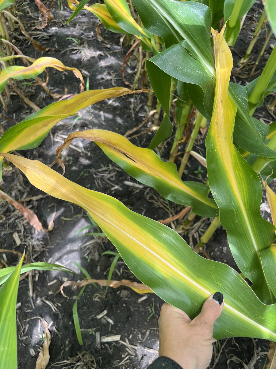 mjanders1's tweet image. More disease and some nitrogen deficiency #ISUCrops