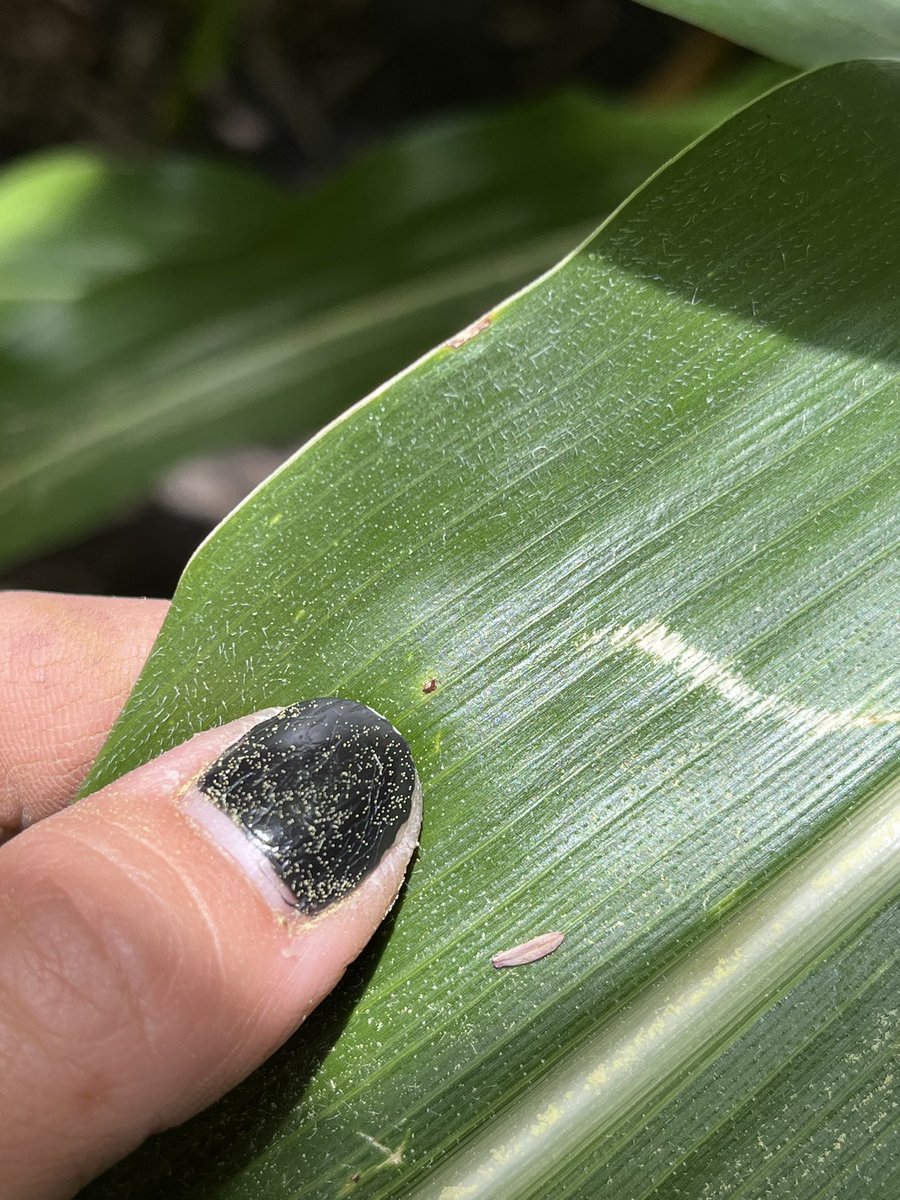 mjanders1's tweet image. More disease and some nitrogen deficiency #ISUCrops