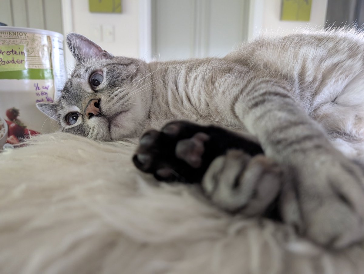 kitty_bit_games's tweet image. Grabbin' some beans, pondering protein powder
