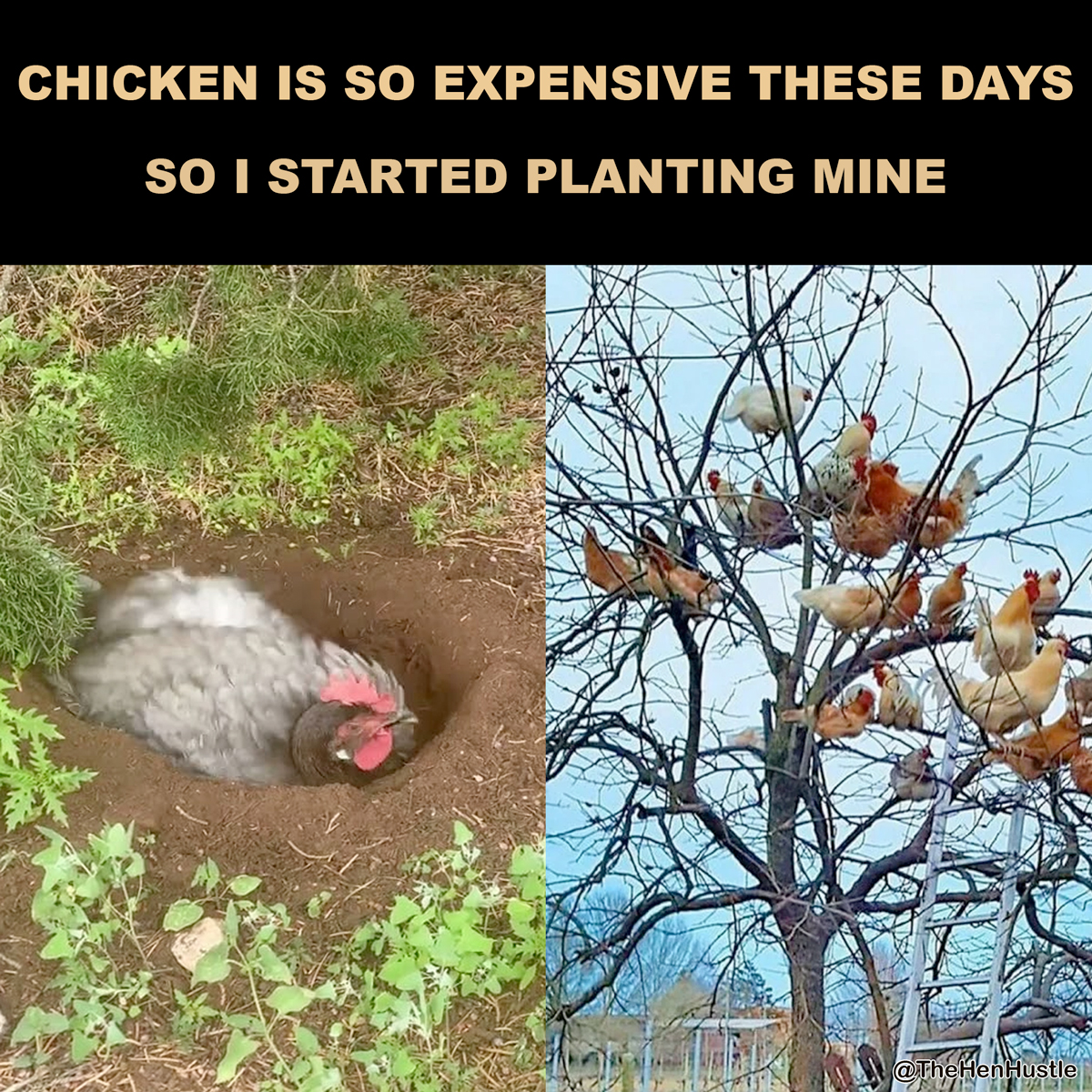 TheHenHustle's tweet image. Chicken is so expensive these days. So I started planting mine.
credit to @WittyLevi for inspiration 😅