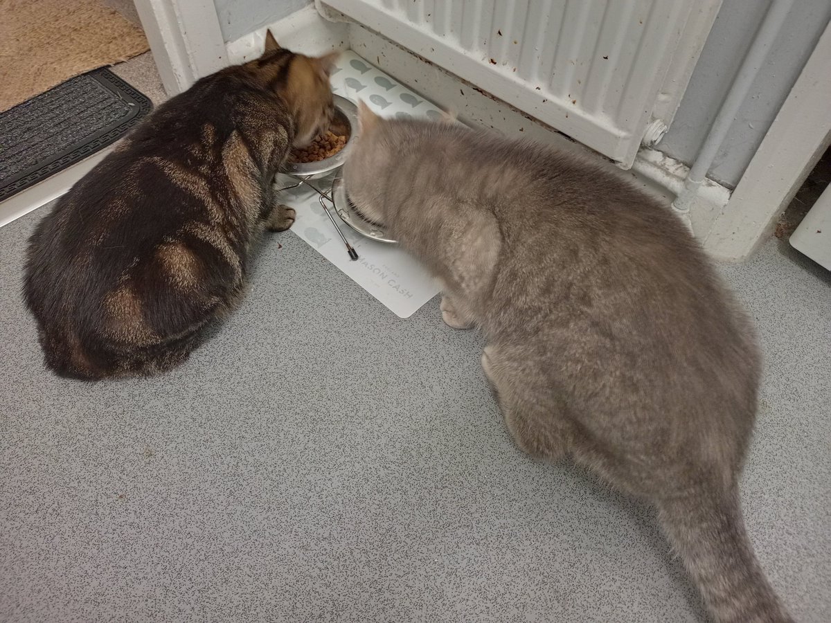 Battersea wouldn't allow us to adopt another cat because a cat behaviour expert there put on record that our old grey cat wouldn't get on with another one. So we adopted elsewhere and they get in just fine.