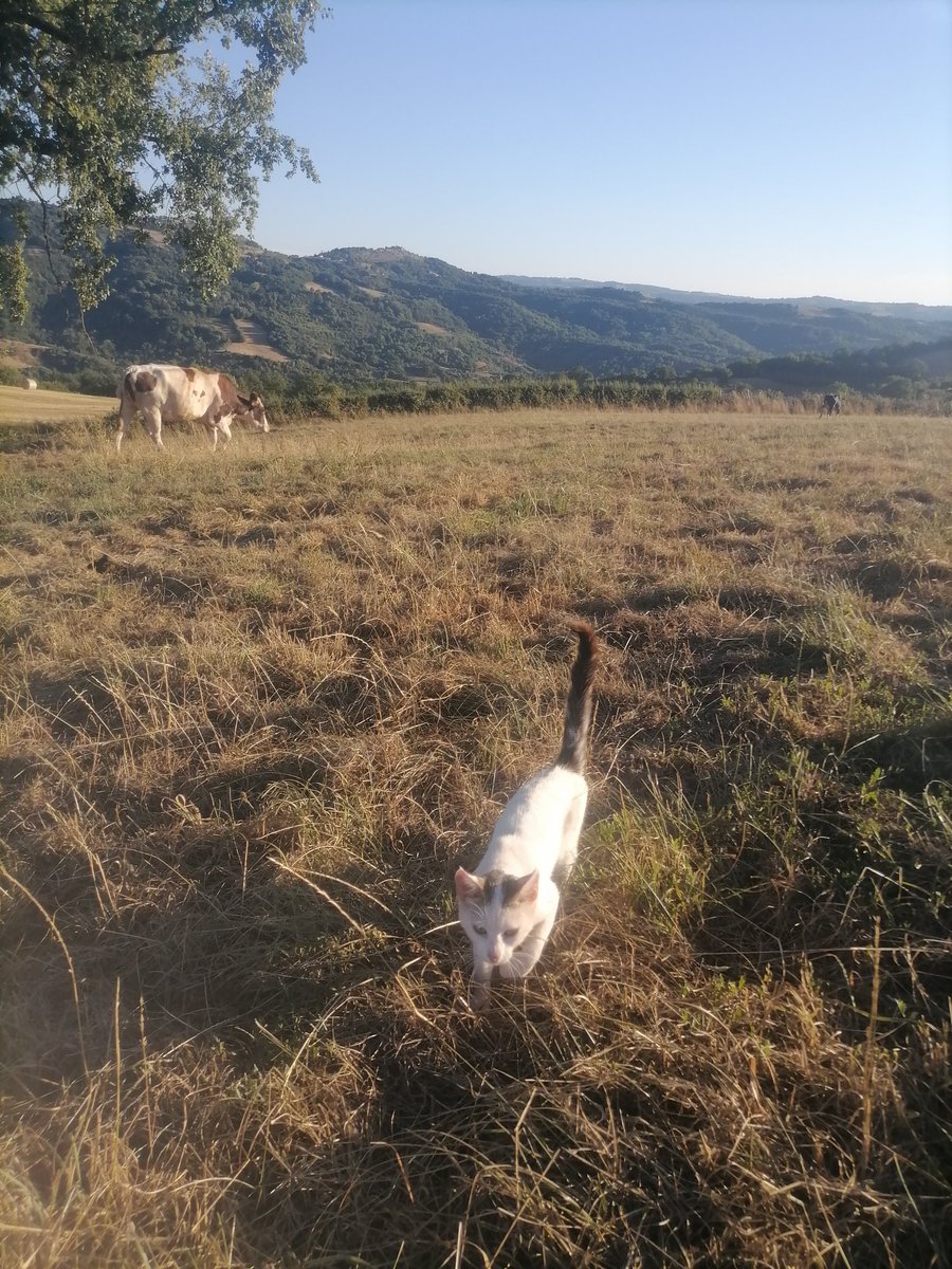J'ai l'équipe de choc avec moi pour aller chercher les vaches ce soir....

Le bonheur est à la ferme 😍

#laviedemaferme #aveyron #laitdemontagne