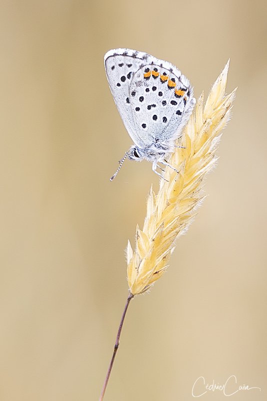 cain_cedric's tweet image. Probablement l&apos;Azuré le plus rare sur Ouessant, mais également peu courant en Bretagne, voici l&apos;Azuré du Thym (Pseudophilotes baton), ici posé sur un brin de Flouve odorante (Anthoxanthum odoratum).
#ouessant #cedriccain #lumieresdouessant #azureduthym #pseudophilotesbaton