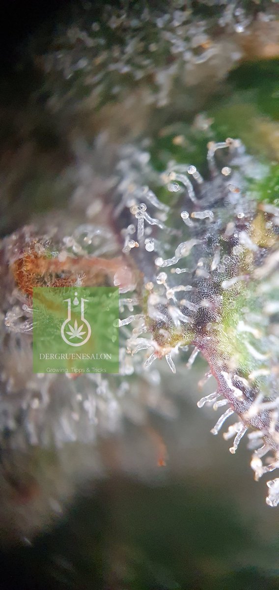 Tah 96 für Tequila Sunrise Auto von <a href="/GanjaFarmerSeed/">Ganja Farmer Seedbank</a> 
Bald ist es soweit!