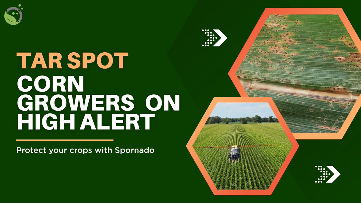 spornadosampler's tweet image. Tar spot is spreading fast, and some fields already show major damage. Ferrie says growers need to act now, and tools like Spornado can help.
🔗 agweb.com/news/crops/cor…
#TarSpot #Corn #CropScouting #Spornado #AgTech #FarmingTips #YieldProtection