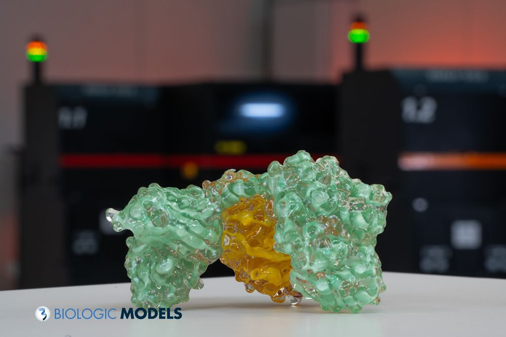 BiologicModels's tweet image. More hybrid protein models being delivered to #Europe week. These protein models utilize a glass-like transparent surface and an opaque ribbon backbone interior to visualize structures deep inside proteins. Submit a #3Dprint request for a Hybrid model at buff.ly/u0ml0cB