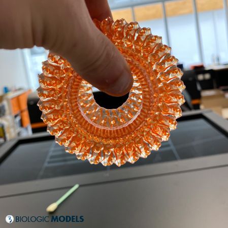 BiologicModels's tweet image. More hybrid protein models being delivered to #Europe week. These protein models utilize a glass-like transparent surface and an opaque ribbon backbone interior to visualize structures deep inside proteins. Submit a #3Dprint request for a Hybrid model at buff.ly/u0ml0cB