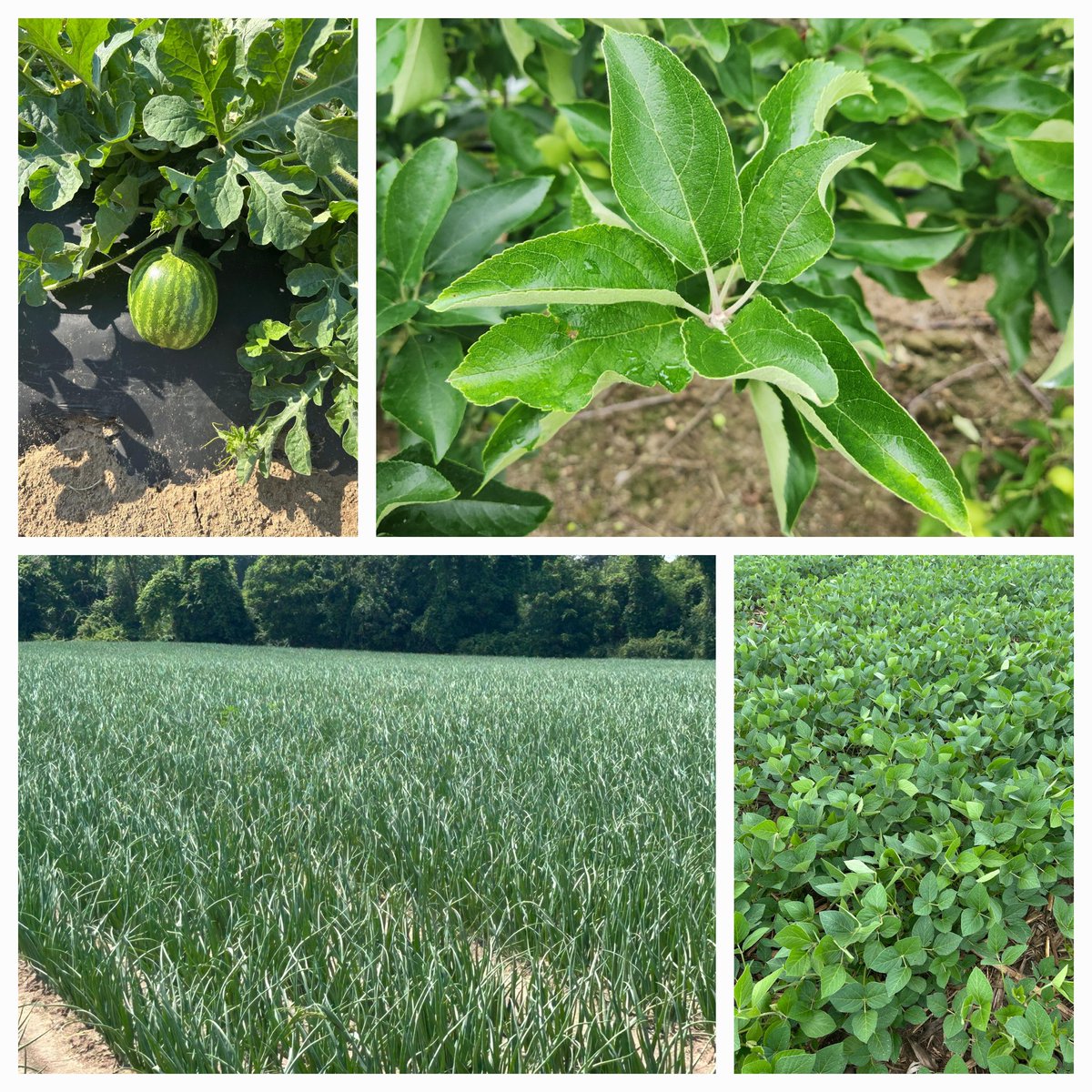 SAP sampling is in full swing these days. SAP analysis informs us of the plants current nutrient uptake. This provides important information about plant health!