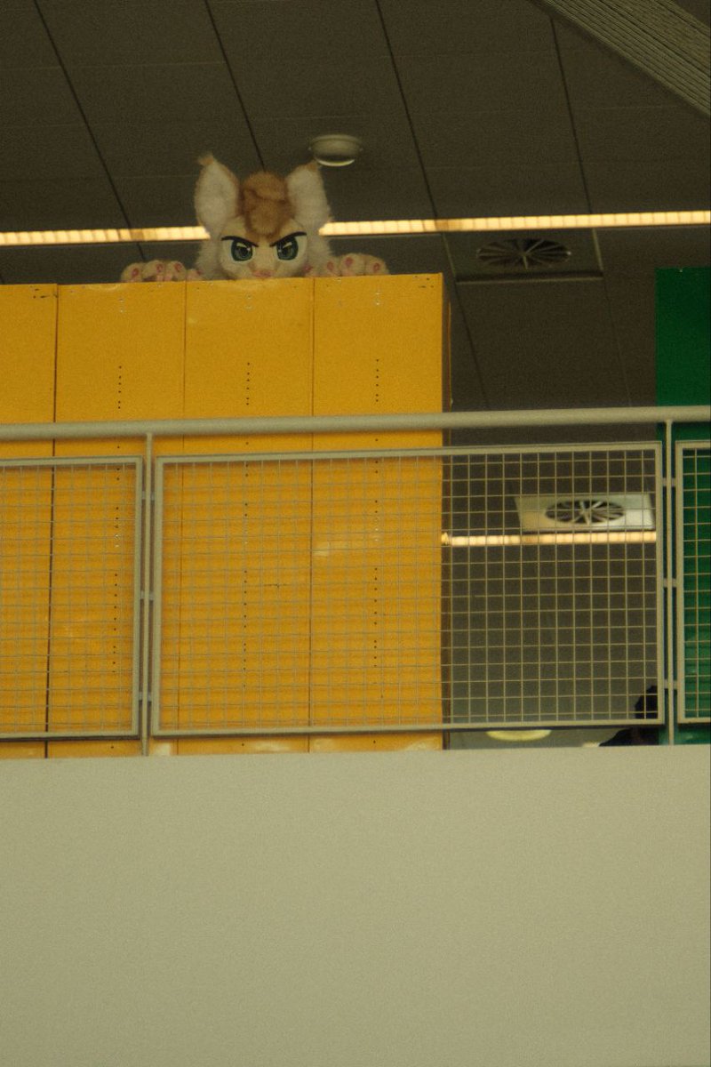 Ymmotehl's tweet image. You are now entering the catrooms.
Photo of: @FinnKitty_
#anthrocon2025 #anthrocon25