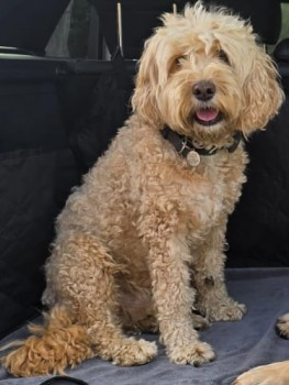 🆘31 MAY 2025 #STOLEN #HelpFindRufus #ScanMe
OLDER Cockerpoo Male <a href="/EssexPoliceUK/">Essex Police</a>
Braxted Park Farm area #CO5
Suspicious Silver Pickup Truck seen leaving the scene at time of disappearance 
SIGHTINGS ☎️07770 647 844 
#Kelvedon #Braxted #Colchester #Essex doglost.co.uk/dog-blog.php?d…