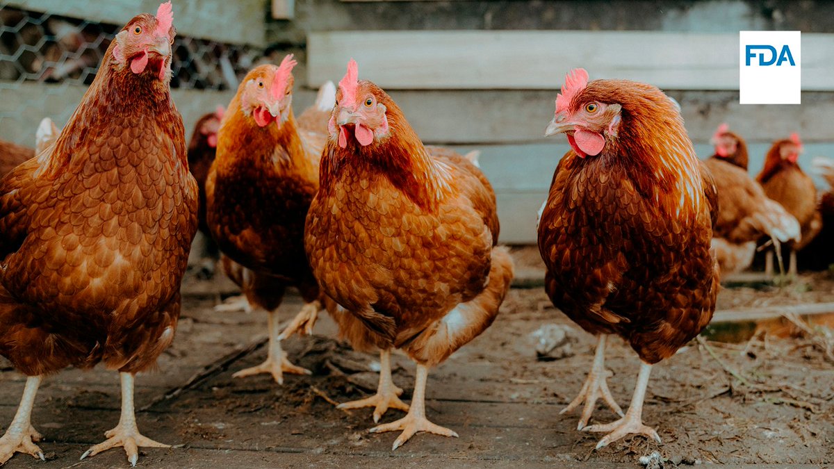 FDAanimalhealth's tweet image. FDA has approved the first oral product for the treatment and control of northern fowl mites in laying hens and replacement chickens. For more information, see: fda.gov/animal-veterin…