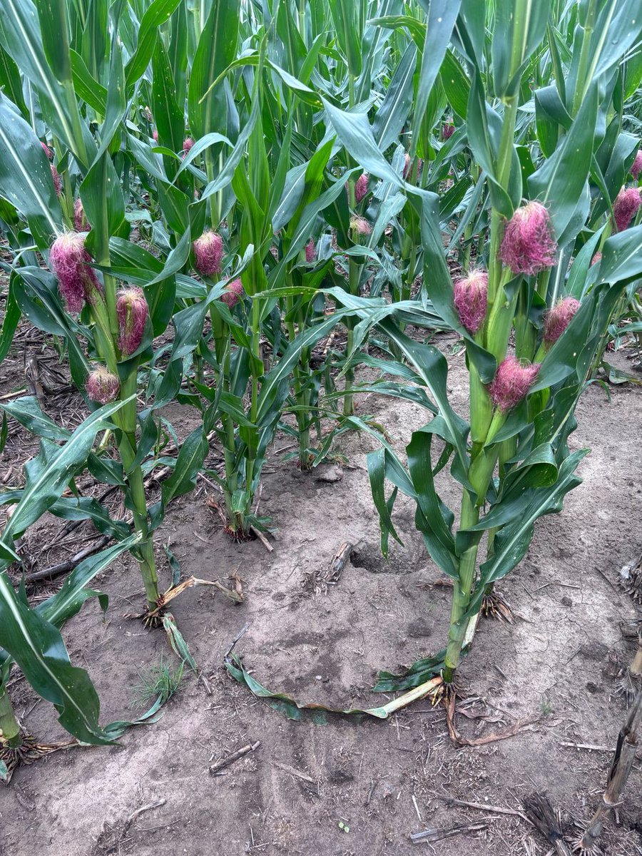 The corn is loving the moisture and pollination weather!!!  Just like the I-states. :)

This 95 day hybrid has impressed us the last 2 years and is looking good again this year!!