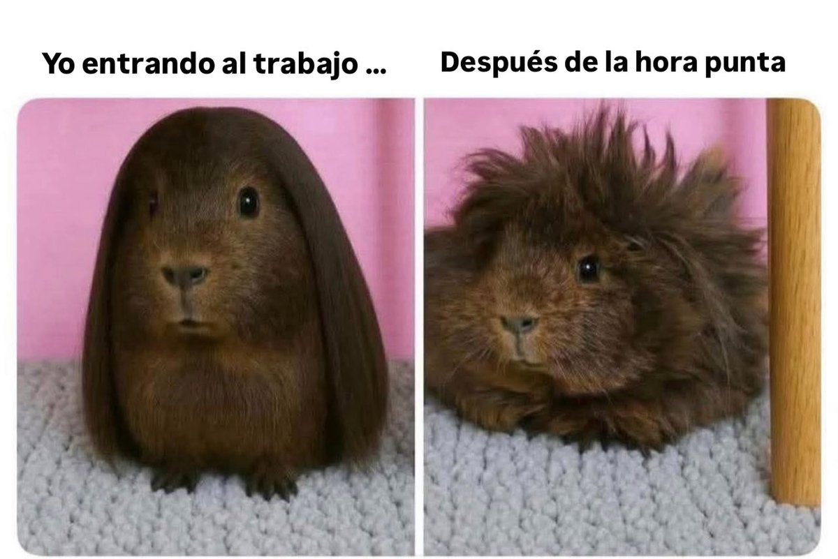 soycamarero's tweet image. Cierto 🤣