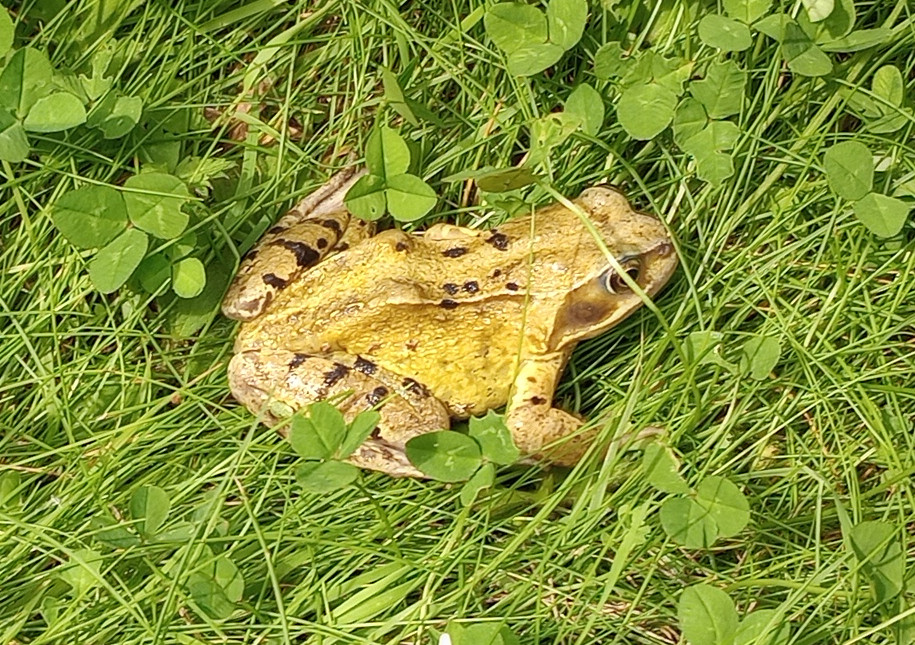 Oy, pal, do you have to use that noisy mower? I had to jump like a, well, whatever, or I would have been minced amphibian.

(There are a lot more frogs in my garden than there used to be. I think this is because my neighbour installed a pond a year or two ago.)