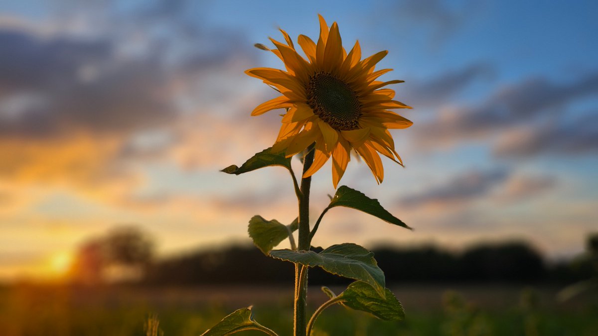 AP Capture with Freedom tweet media