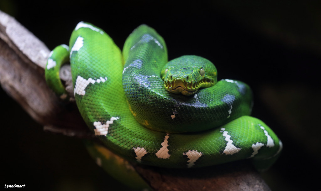 CincinnatiZoo's tweet image. Emerald tree boas have the longest teeth of any non venomous snake species. Unlike its look-a-like, the Green Tree Python, it gives birth to live young instead of laying eggs.Emerald tree boas were given the scientific name “caninus” due to their dog-like appearance in profile.