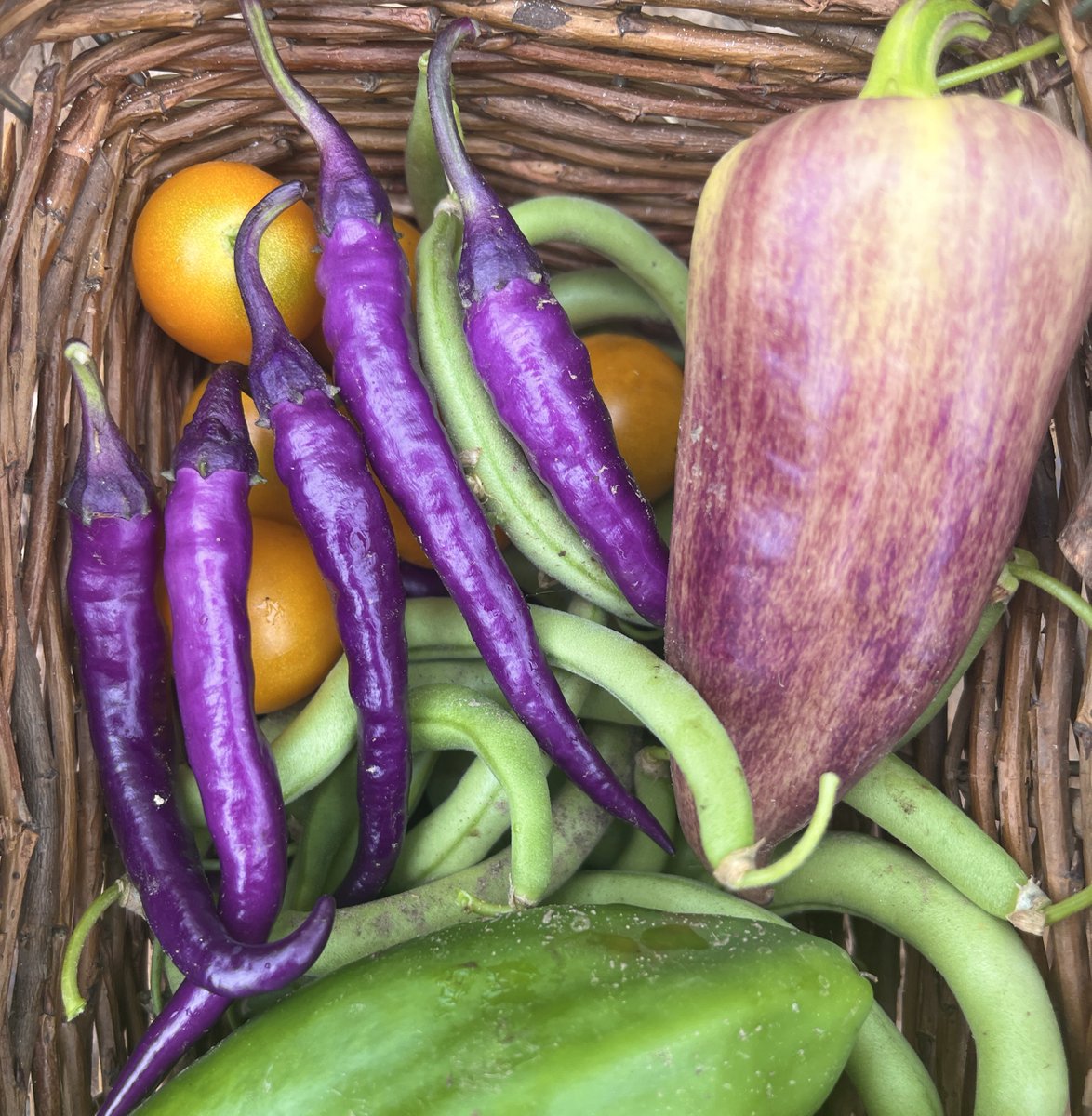 soiled_plants2's tweet image. growing 17 types of pepper this year and my purple cayenne is still my favorite.. she’s just so pretty