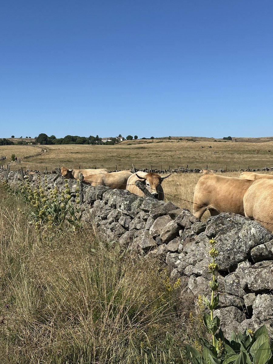bartdecl's tweet photo. Heb de laatste 10 dagen nog nooit zoveel foto’s van koeien genomen…
#viapodiensis #Aubrac #camino
205 km van Le-Puy-En-Velay naar Conques
VAMOS https://t.co/vwQ8zqHVhg