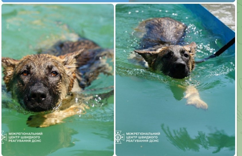 odesamama38's tweet image. 🐾Чотирилапі рятувальники ДСНС тренуються в воді для фізичної підготовки