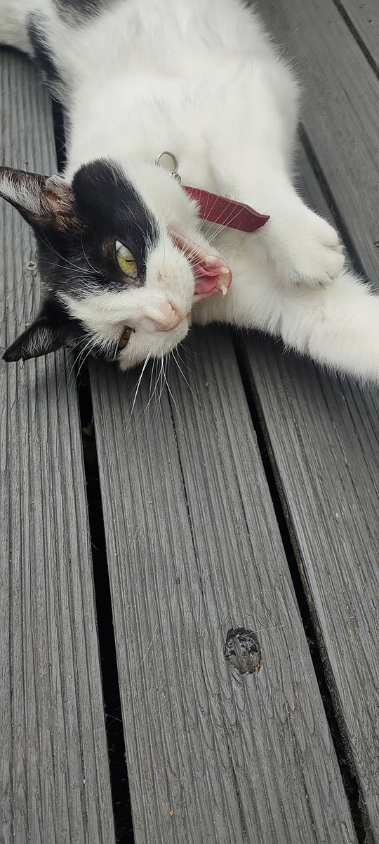 Meow me enjoying the decking yawn 😜😸
#CatsLover #summer